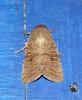 Hoplodrina sp.